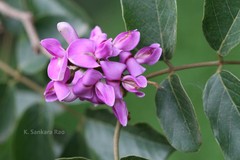 Lonchocarpus sericeus